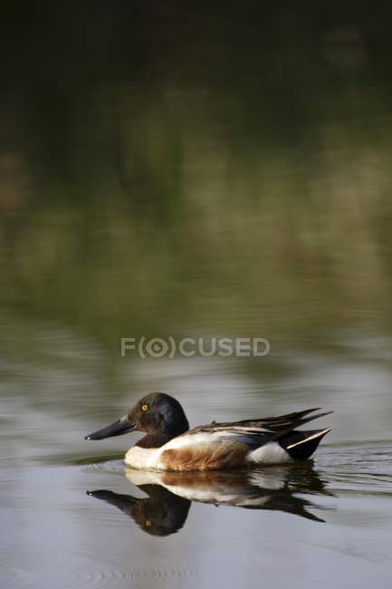 Duck swimming On Water — Stock Photo