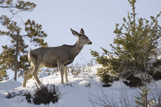 Deer On Snowy Hillside — Stock Photo