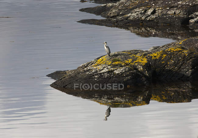 Uccello si siede su roccia — Foto stock