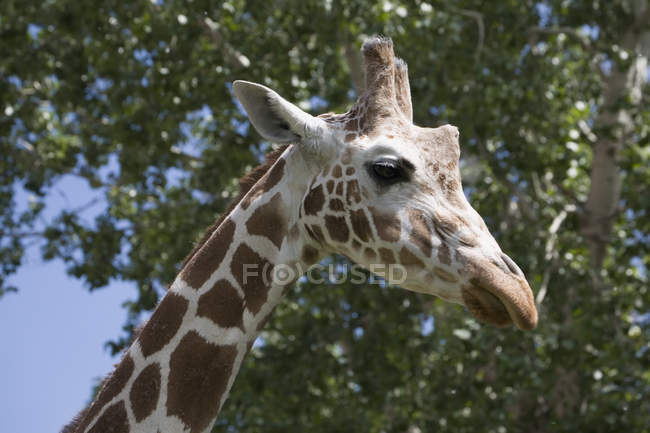 Perfil de la cabeza de jirafa - foto de stock
