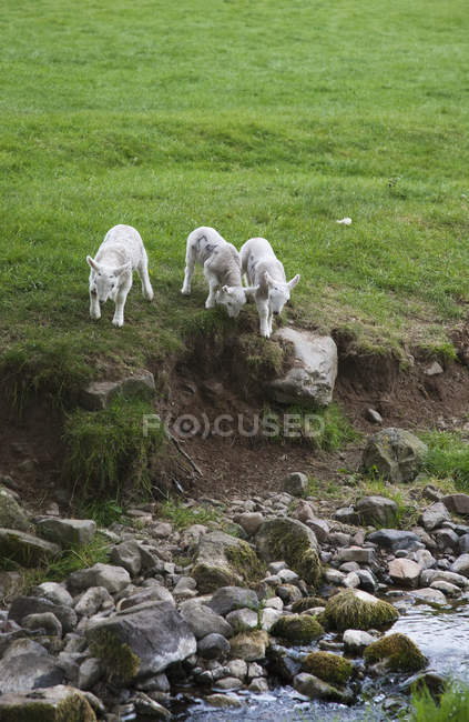 Three Lambs Walking Towards Stream — Stock Photo