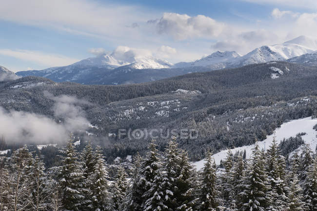 Neve coberto de árvores em uma floresta — Fotografia de Stock