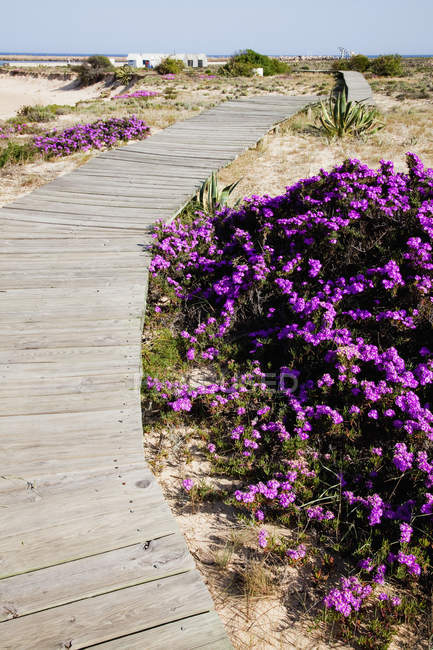 Flores púrpuras creciendo a lo largo del borde del paseo marítimo - foto de stock