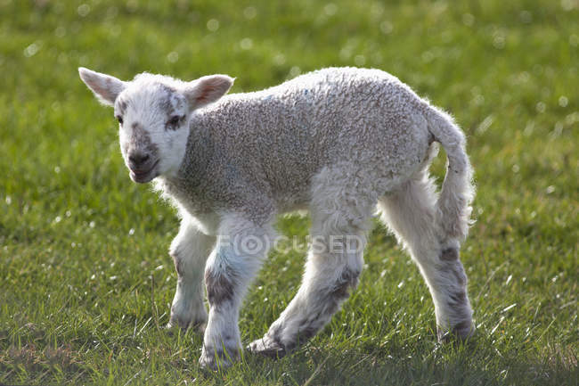 Lamb Standing On Grass — Stock Photo