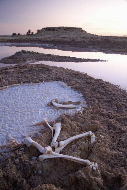Animal Bones And Dryed Salt — стоковое фото
