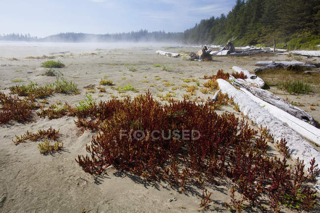 Nebbia e nebbia forme oltre spiaggia lunga — Foto stock
