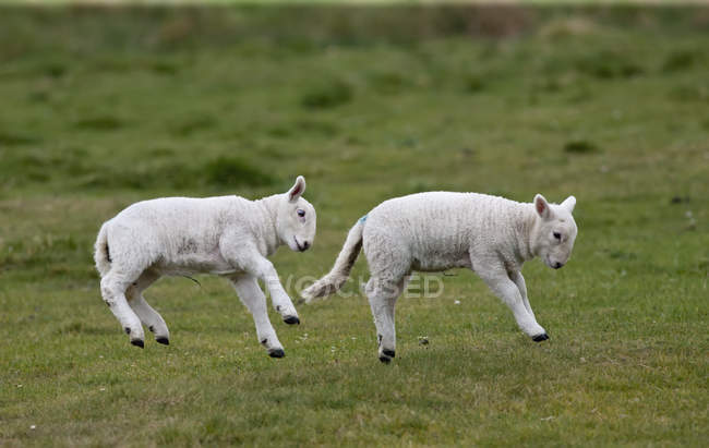 Dos corderos saltando en el aire - foto de stock