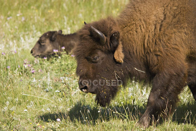 Bisonte con becerro en segundo plano - foto de stock