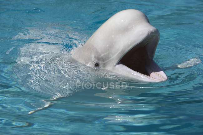 Balena Beluga a Marineland — Foto stock