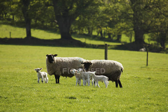 Ovelhas adultas e cordeiros no campo — Fotografia de Stock