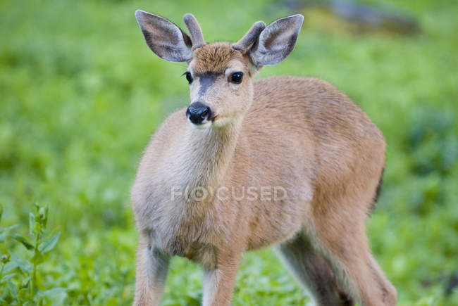 Mule Deer In A Meadow — Stock Photo
