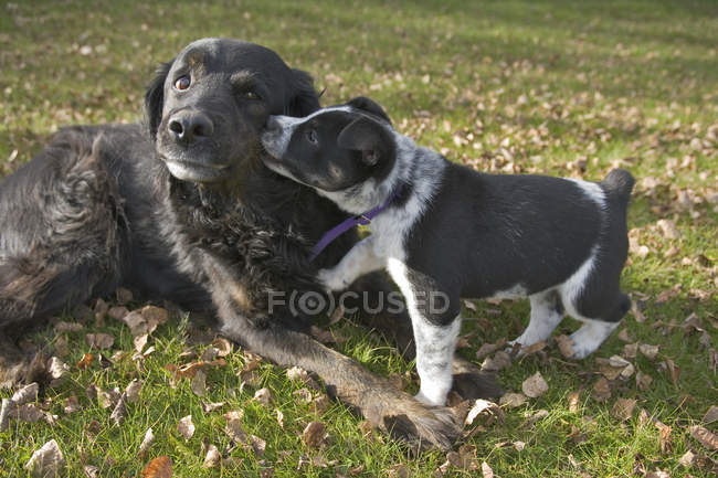 TiersSchwarzer Hund und Welpe — Stockfoto