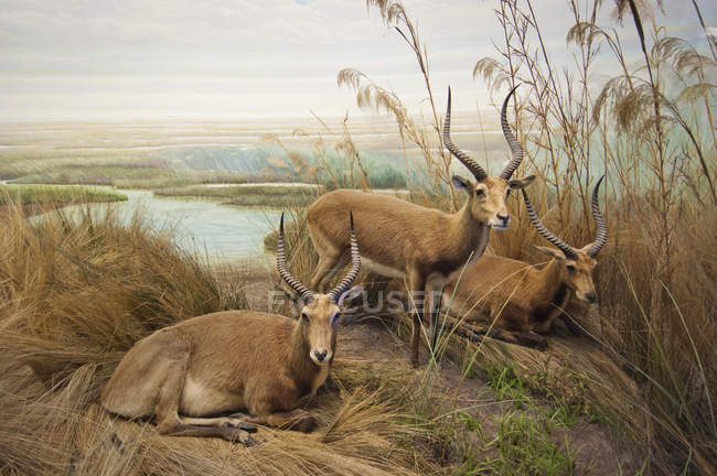 Antilope im Gras in Flussnähe — Stockfoto