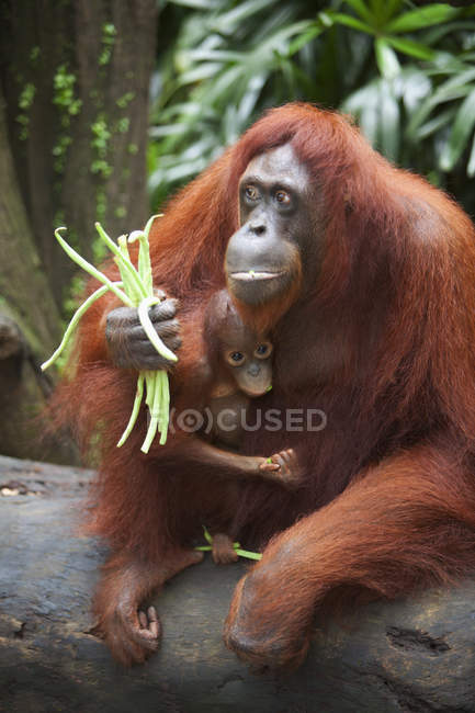 Orang-Utan-Mutter isst Gemüse — Stockfoto
