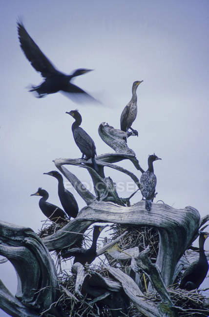 Cormorani volare sopra Driftwood — Foto stock