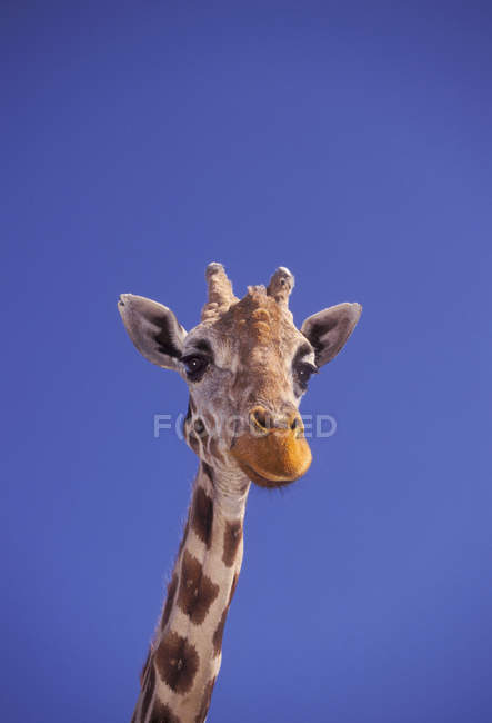 Masai Giraffe, Serengeti, África — Fotografia de Stock