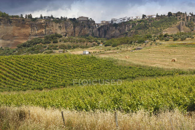 Vineyards In The Countryside Below Ronda; Ronda, Malaga Province — Stock Photo