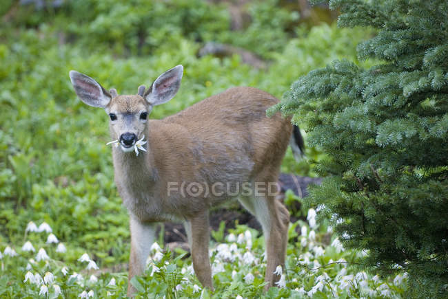 Mule Deer mangiare — Foto stock
