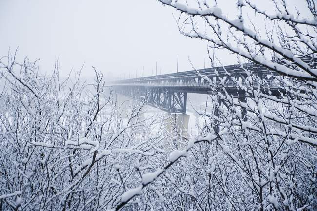 Вид на мост зимой — стоковое фото