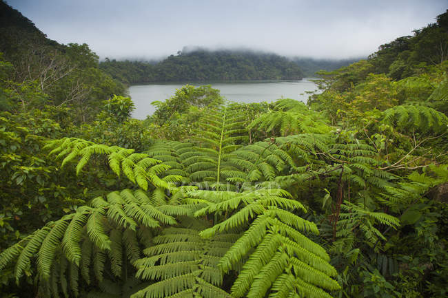 Тропічні рослини ростуть — стокове фото