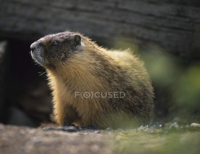 Marmota de oro en el bosque - foto de stock