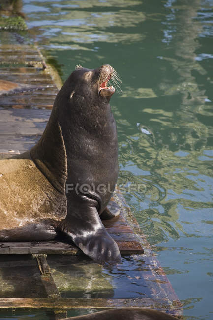 Sea Lion Calling On Dock — Stock Photo