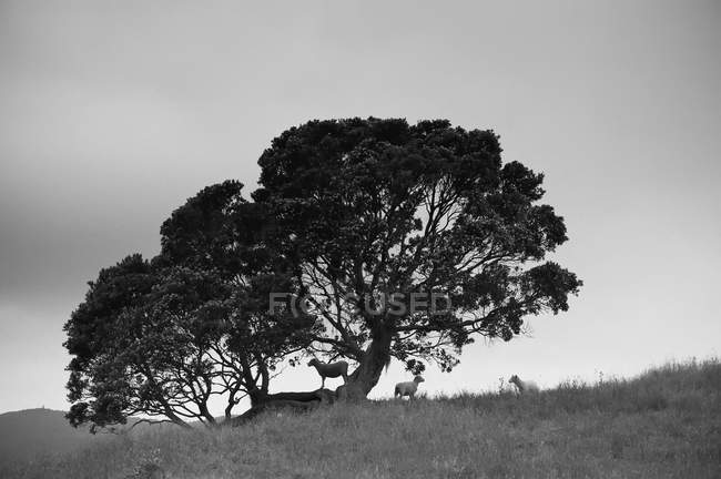 Silhouette di un albero con pecora — Foto stock