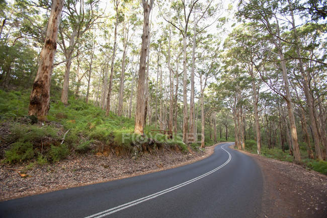 Highway That Cuts Through Karri Trees — Stock Photo