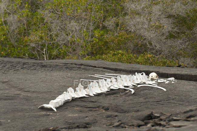 Skeleton Of Large Marine Anima — Stock Photo