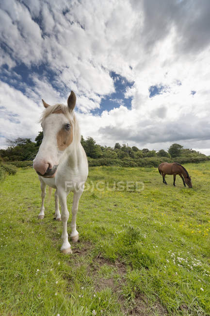 Horses Grazing In A Field — Stock Photo