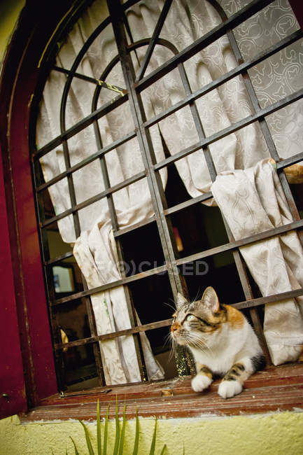 Tigergestreifte Katze — Stockfoto