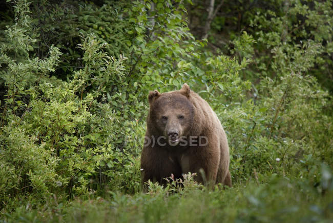 Urso preto andando na grama — Fotografia de Stock