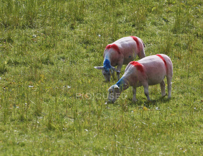 Schafe mit roten und blauen Markierungen bemalt — Stockfoto