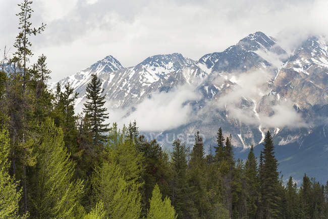 Bosque y las montañas rocosas - foto de stock