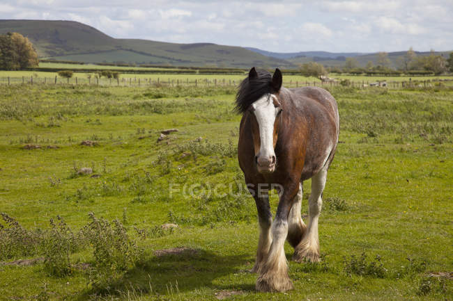 Clydesdale caballo en el campo - foto de stock