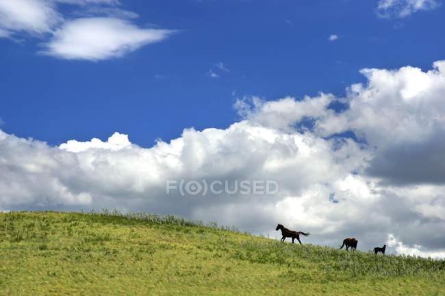 Лошади, несущиеся по холму — стоковое фото