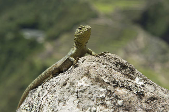 Ящерица сидит на скале — стоковое фото