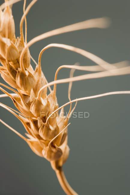 Пшениця на зеленому фоні — стокове фото