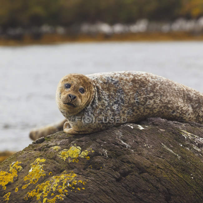 Harbour Seal Or Common Seal — animal, view - Stock Photo | #165679900
