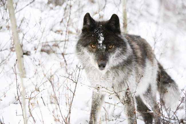 Loup debout dans la neige — Photo de stock