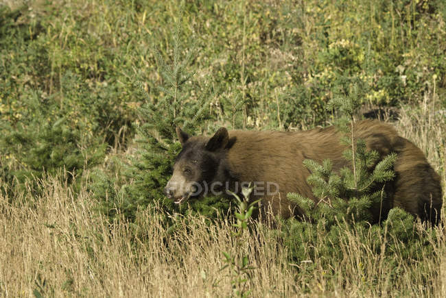 Urso em pé na grama alta — Fotografia de Stock