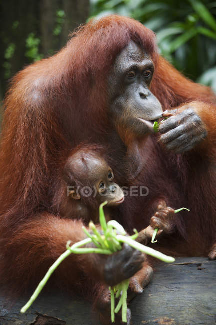 Mère Orang-outan mange des légumes — Photo de stock