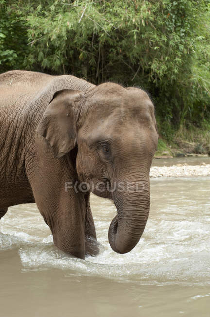 Asian Elephan Standing — Stock Photo