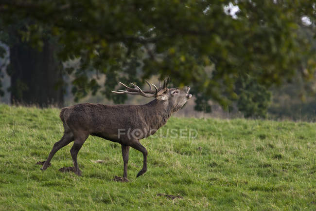 Deer Standing In A Field And Calling — Stock Photo