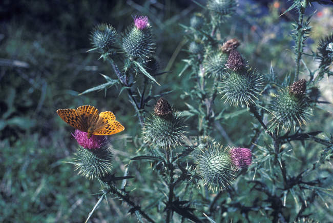 Butterfly sitting On Thistles — Stock Photo