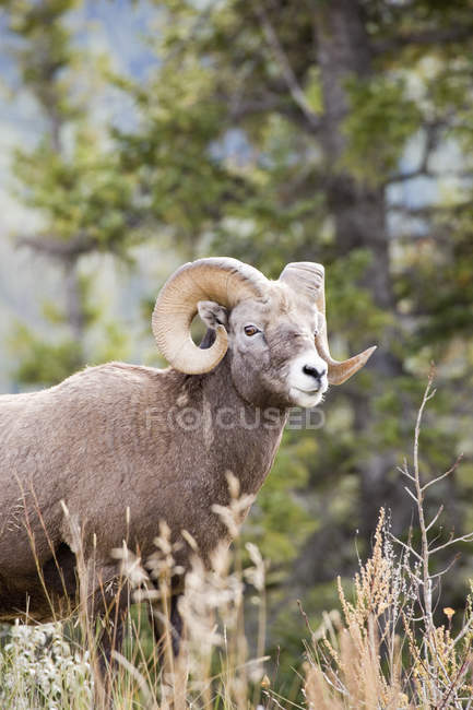 Bighorn montone di pecora — Foto stock