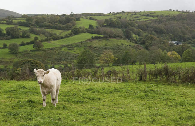 Einsame Kuh steht auf Feld — Stockfoto
