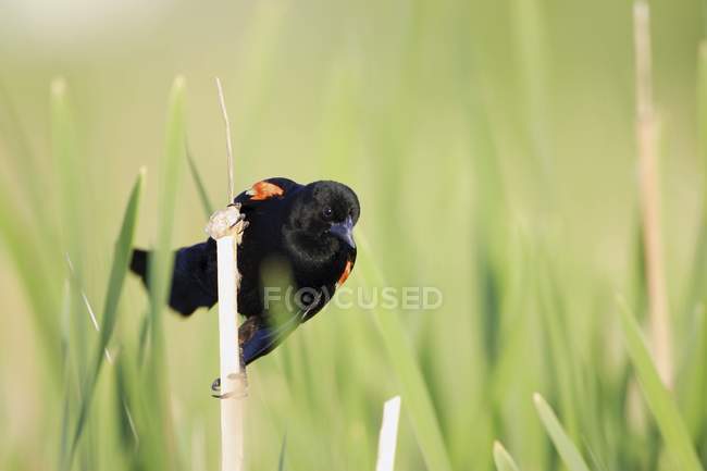 Pássaro empoleirado em Twig — Fotografia de Stock