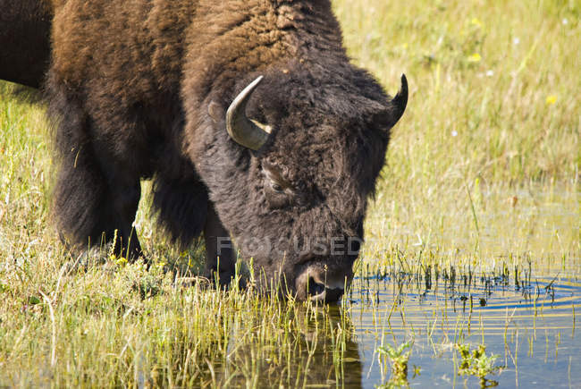 Bison bebiendo en los lagos de Waterton - foto de stock