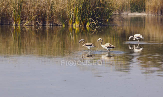 Flamingos swimming in water — Stock Photo